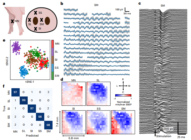 图丨猪模型体感皮层的 BISC 记录（来源：Nature Electronics）